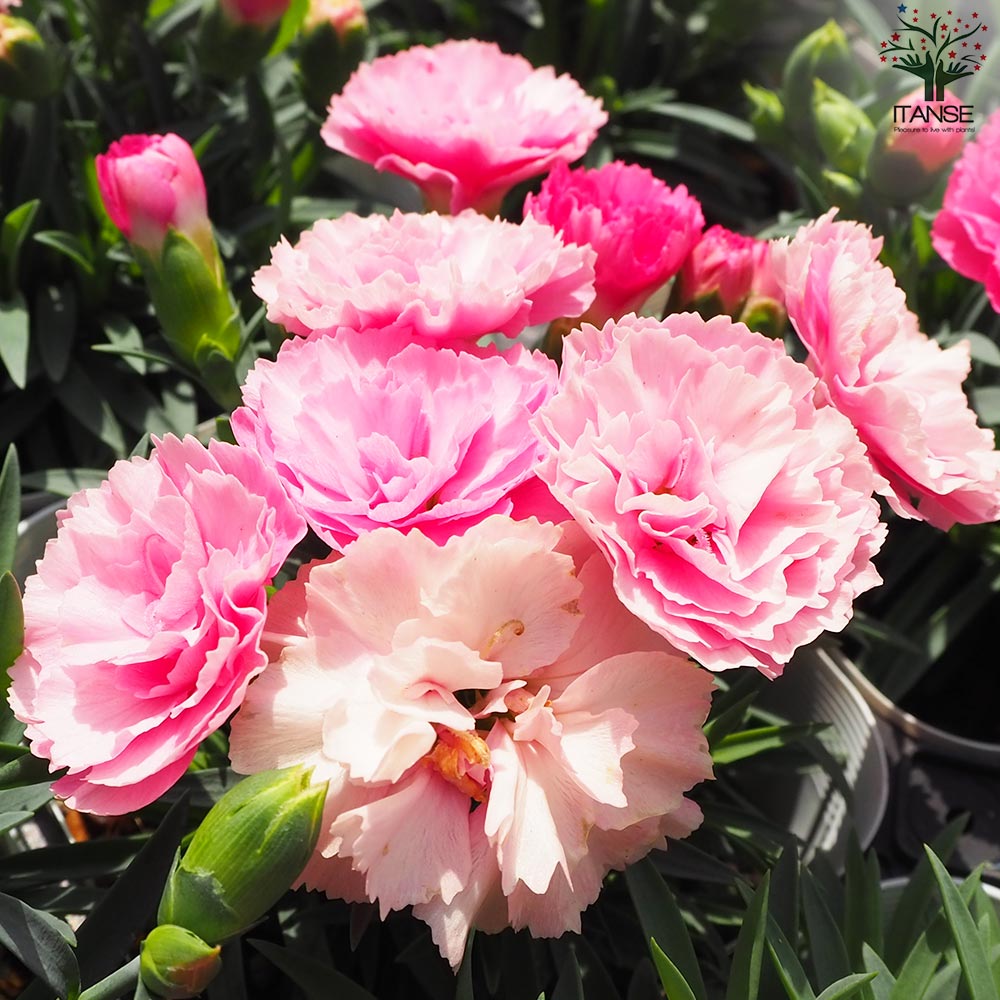 カーネーション(ダイアンサス) アイラブユー【花苗 4号ポット