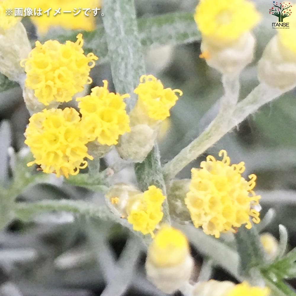 猫だいふく様　プラナロム タナセタム ×2本、ヘリクリサム、アカマツヨーロッパ 猫だいふく様 プラナロム タナセタム ×2本、ヘリクリサム