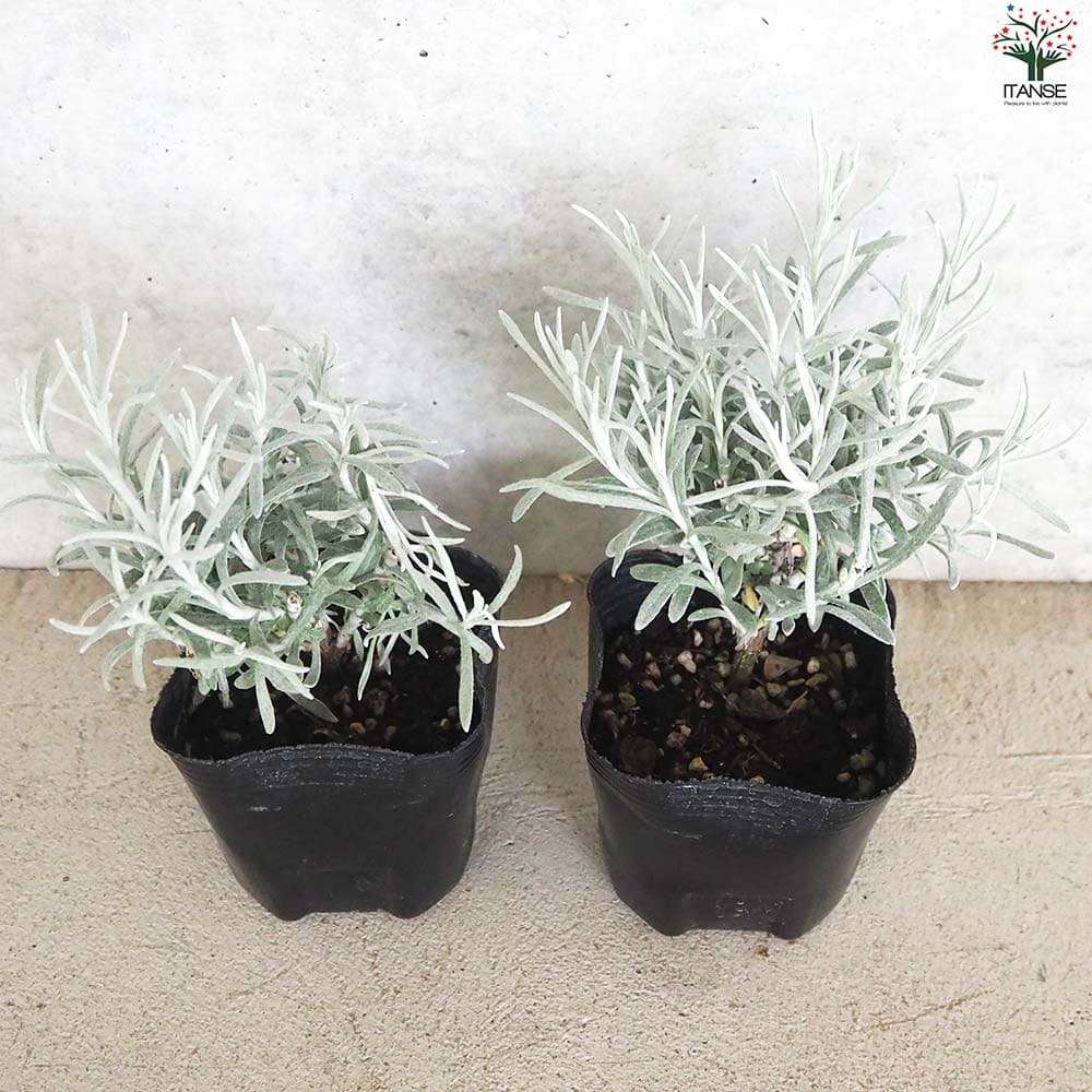 ヘリクリサム コルマ2個～【花苗 9cmポット】｜ 【植物のITANSE