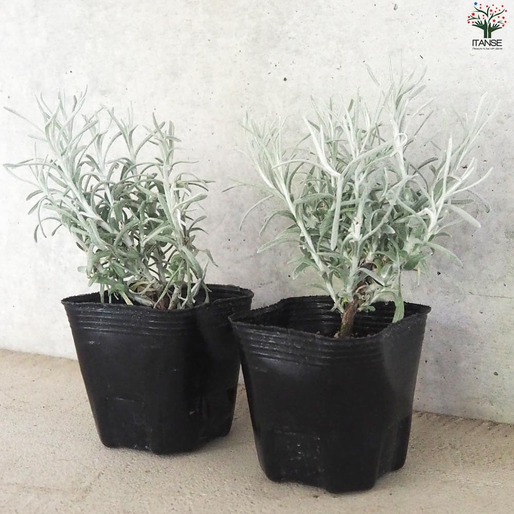 ヘリクリサム コルマ2個～【花苗 9cmポット】｜ 【植物の