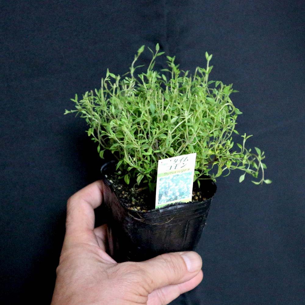 コモンタイム 【ハーブ苗9cmポット/3個セット】