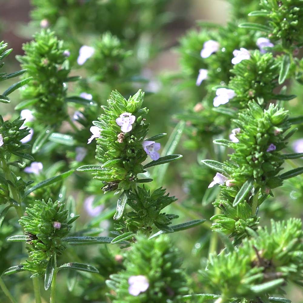 コモンタイム 【ハーブ苗9cmポット/3個セット】