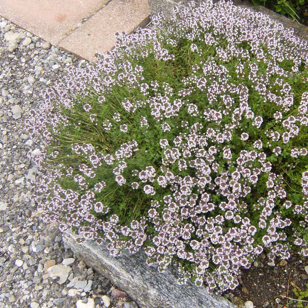 コモンタイム 【ハーブ苗9cmポット/3個セット】