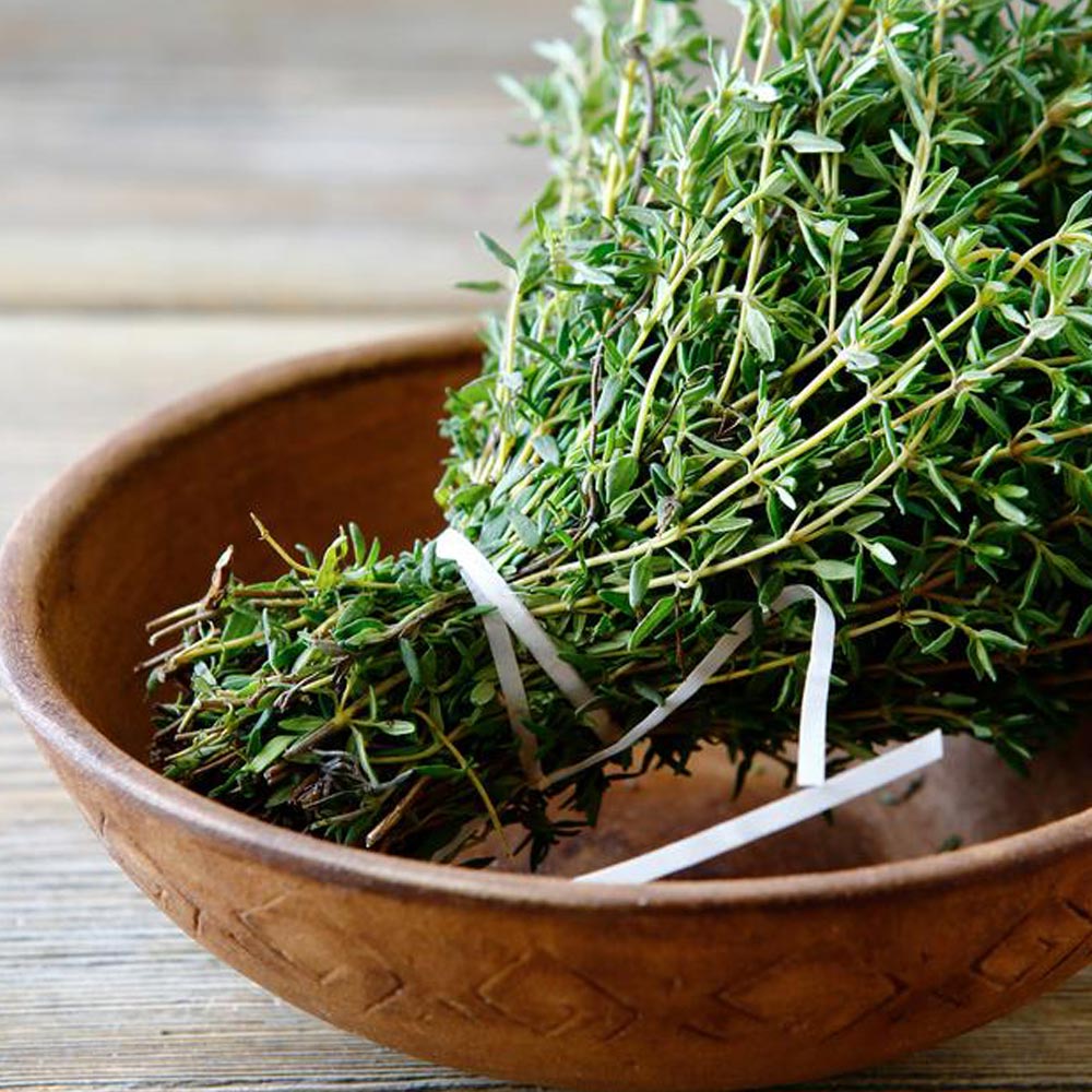 コモンタイム 【ハーブ苗9cmポット/3個セット】