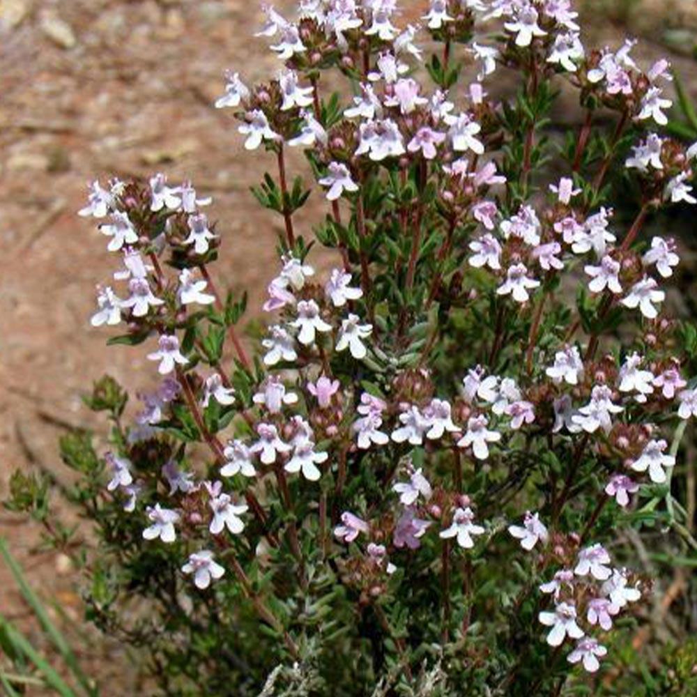 コモンタイム 【ハーブ苗9cmポット/3個セット】