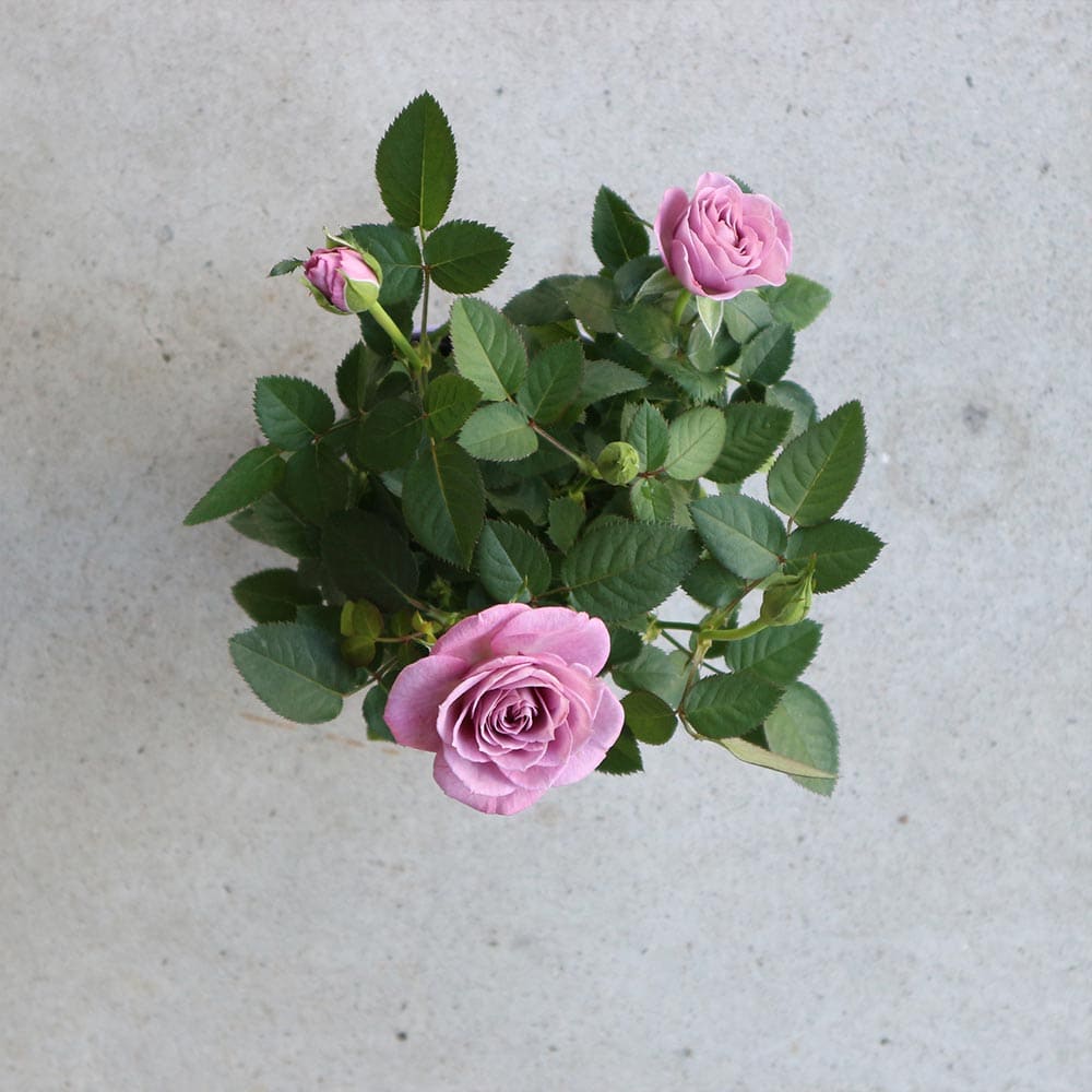 Blue薔薇様のorderのお品です。 thmb-b1blue_01.jpg?fitin=272:272