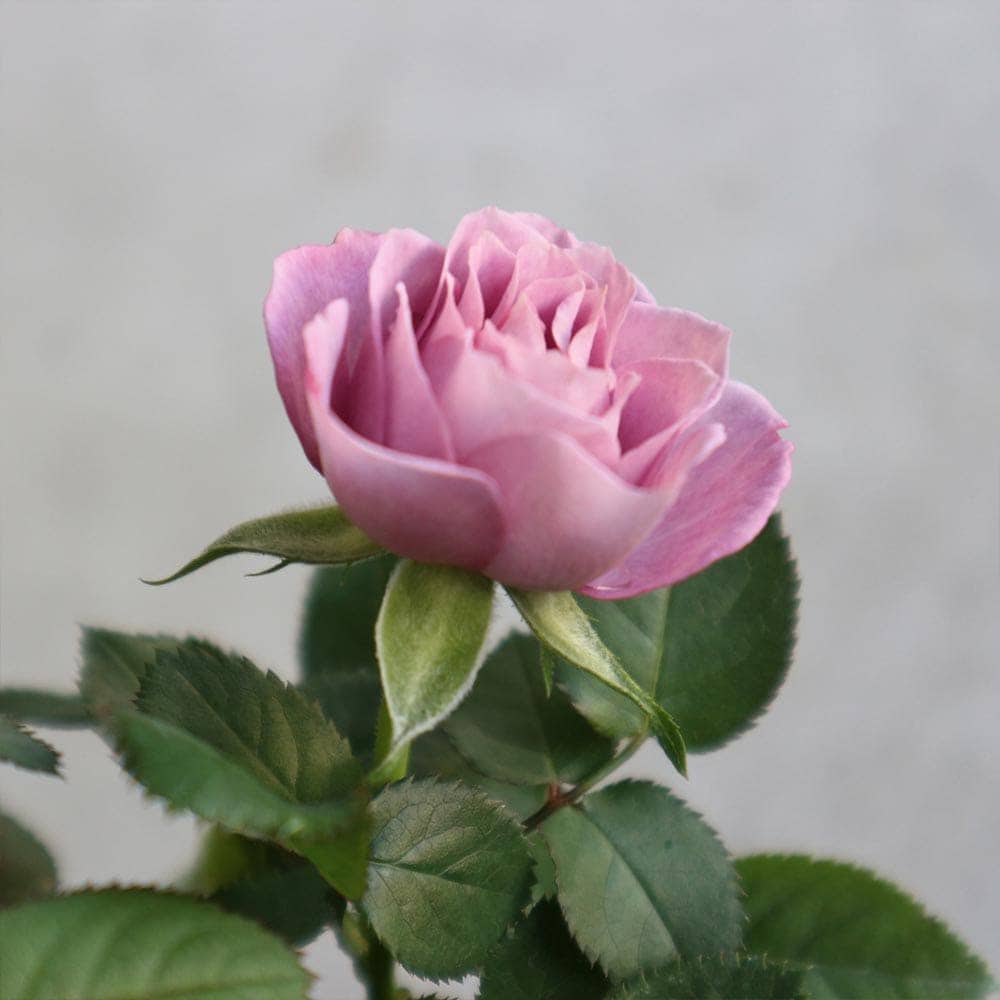 2309-81 ミニチュアトートサシェ 香り袋 ミニローズ ブルー 薔薇 2309