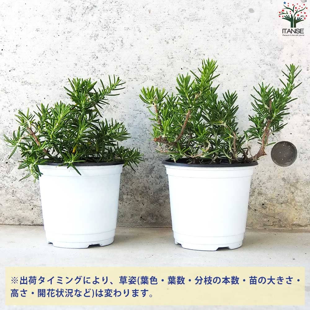 ローズマリー 這性(はいせい) 10.5cm2個～【おうちで簡単！育て