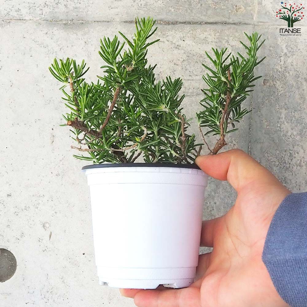 ローズマリー 這性(はいせい) 10.5cm2個～【おうちで簡単！育てやすい