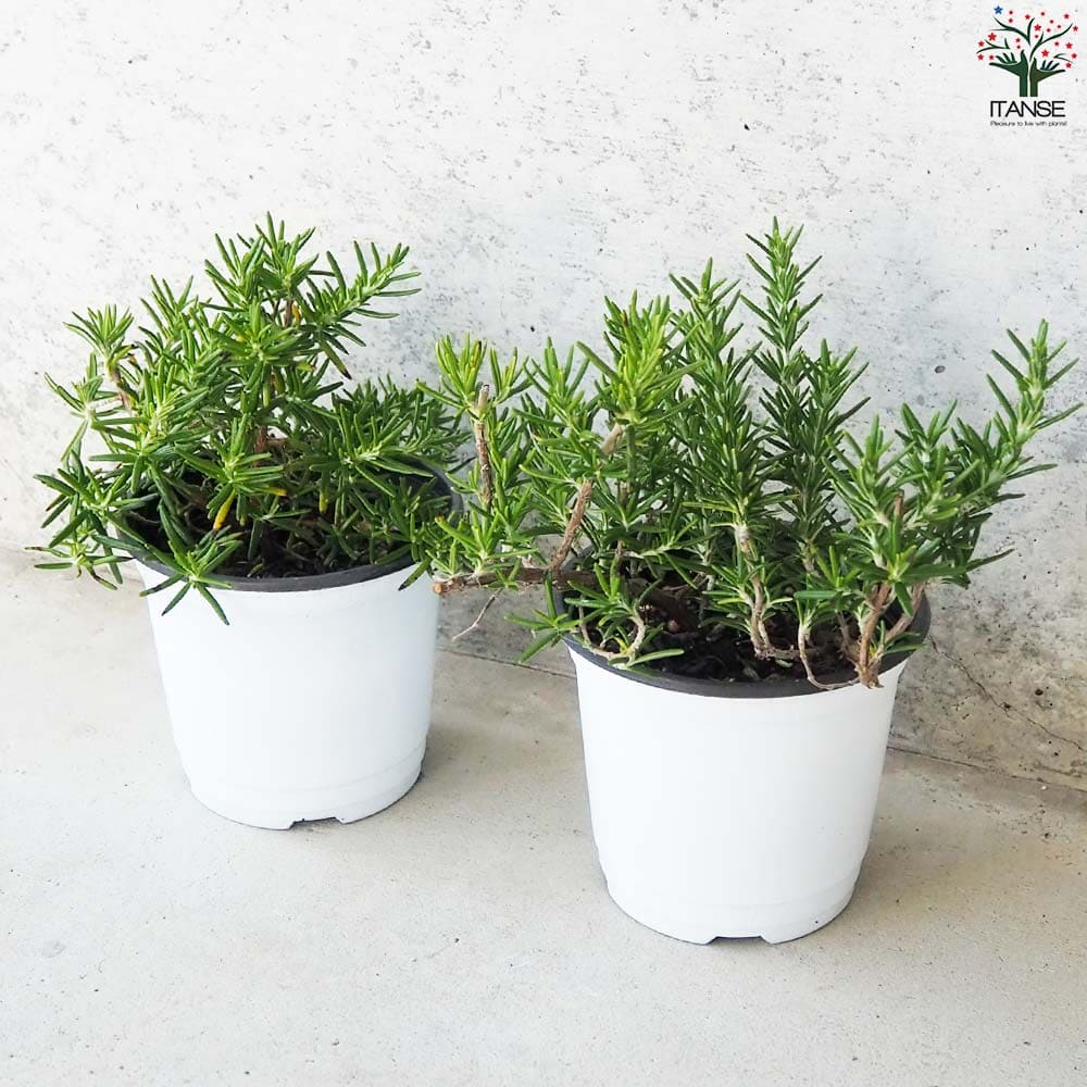 這性ローズマリープラグ苗200本 ローズマリー 這性(はいせい) 10.5cm2