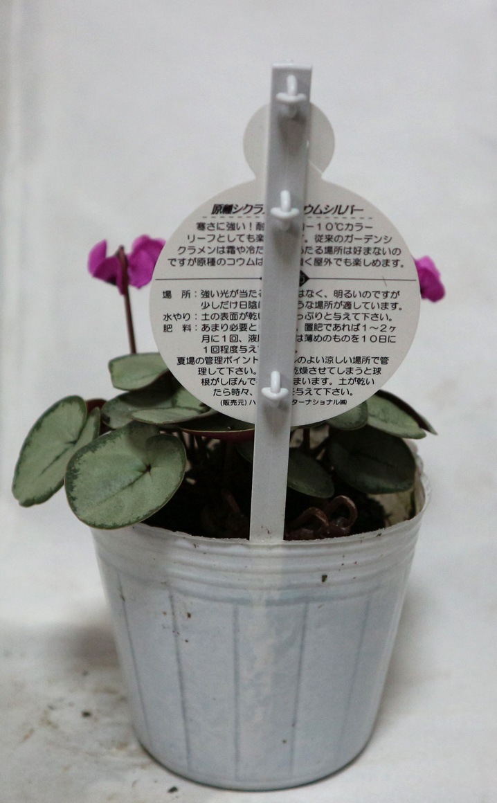 Itanse良品ｾﾚｸﾄ通販