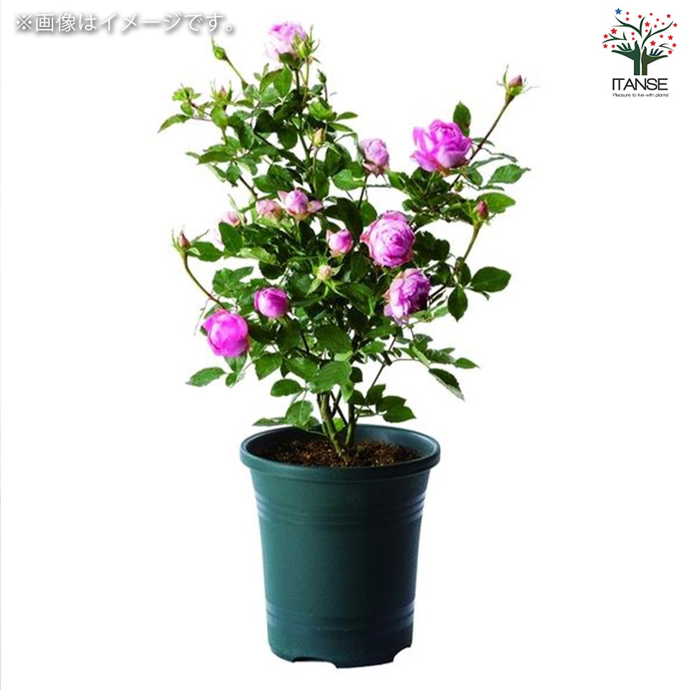 ローズガーデンポット 色：ダークグリーン【資材 24型】