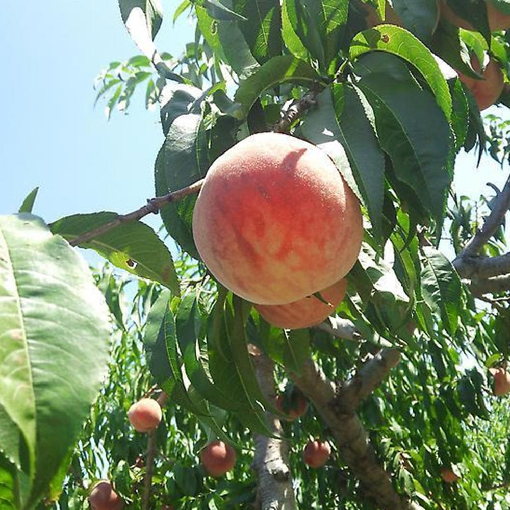 桃の苗木 あかつき【果樹苗 接木苗12～15cmポット／1個】