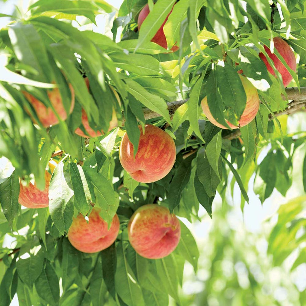 桃の苗木 あかつき【果樹苗 接木苗12～15cmポット／1個】