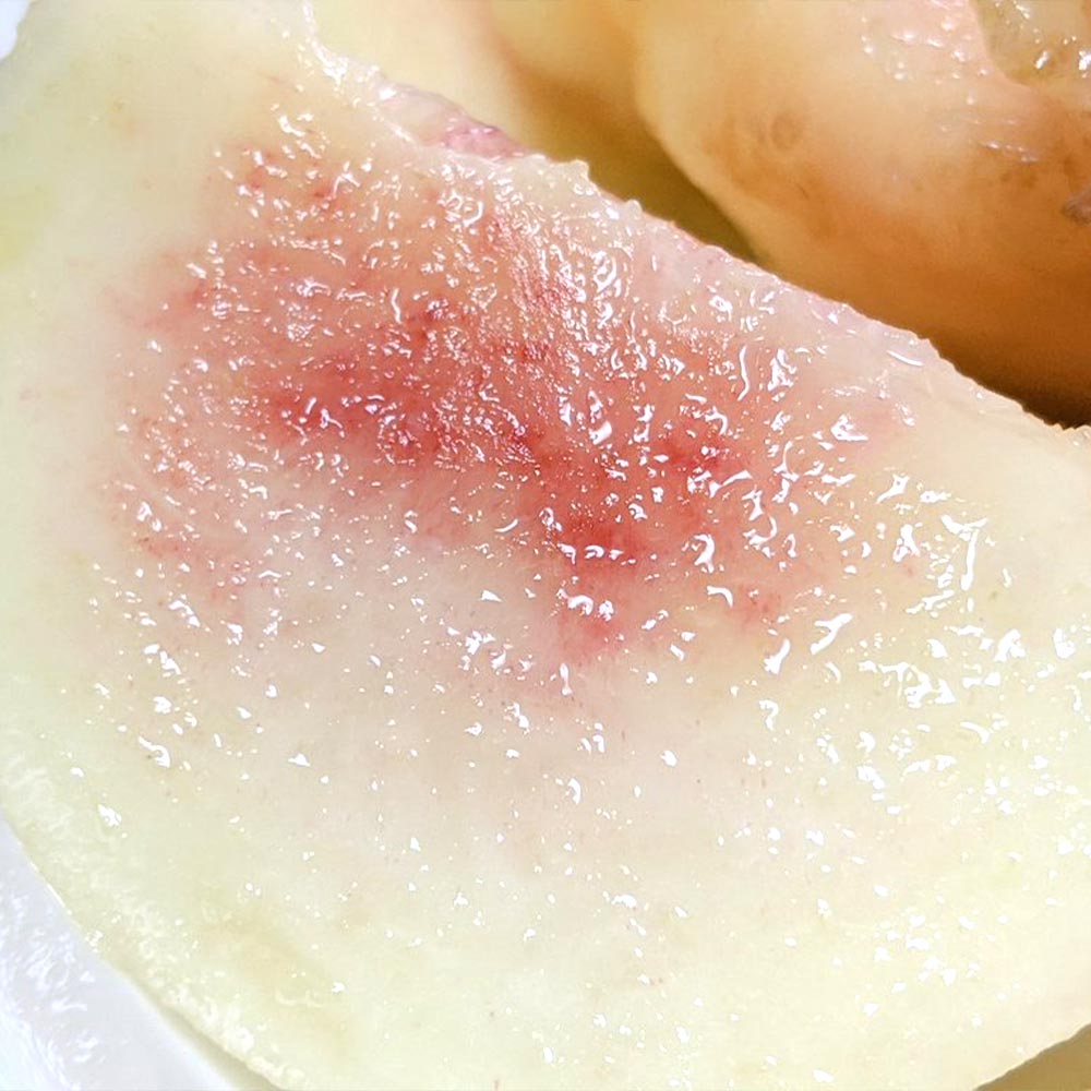 桃の苗木 あかつき【果樹苗 接木苗12～15cmポット／1個】