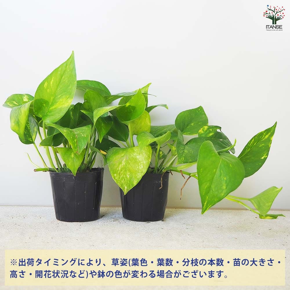 ポトス ゴールデン 【観葉植物 3号ポット】｜ 【植物のITANSE