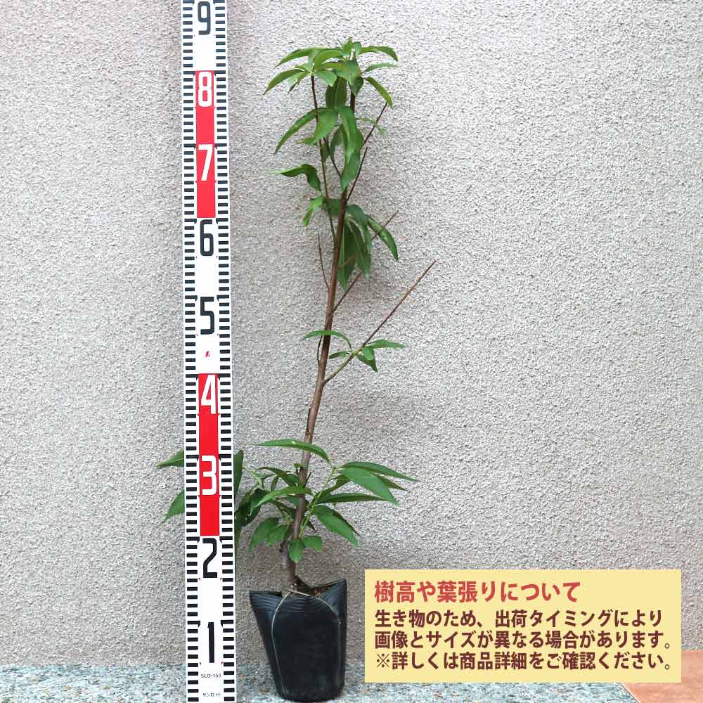 桃の苗木 あかつき【果樹苗 接木苗12～15cmポット／1個】