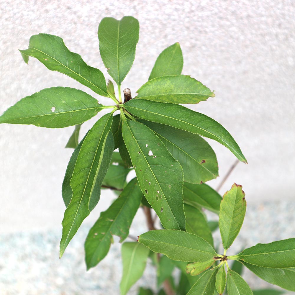 桃の苗木 あかつき【果樹苗 接木苗12～15cmポット／1個】