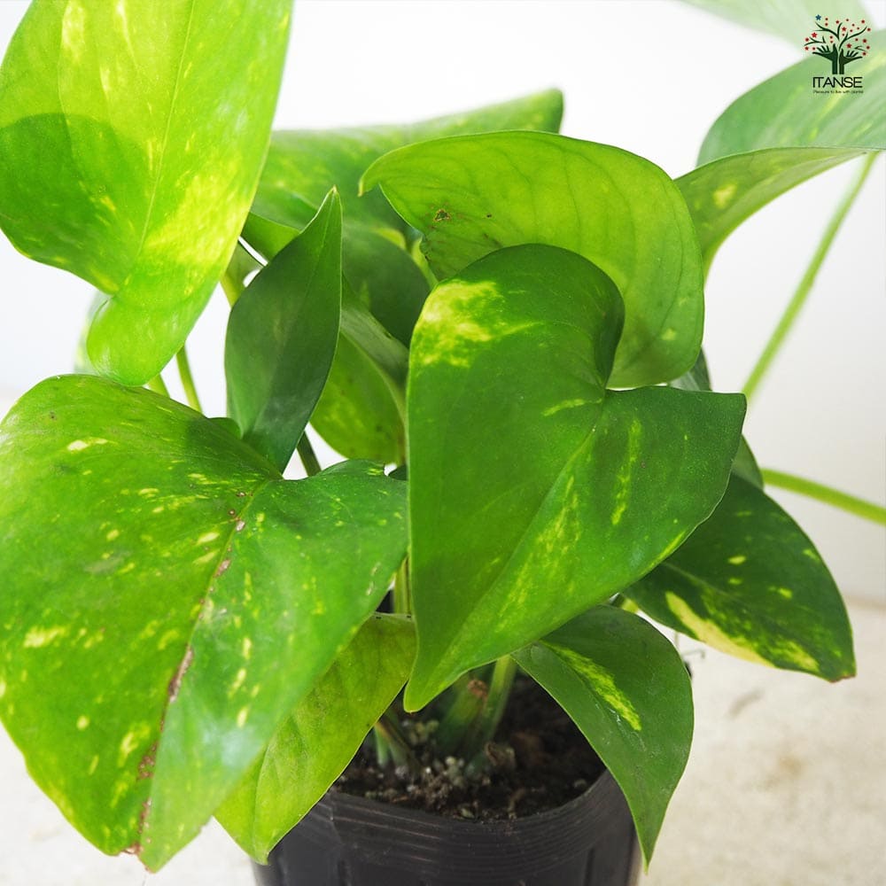 モンステラ T 発根良好苗 モンステラ T 発根良好苗