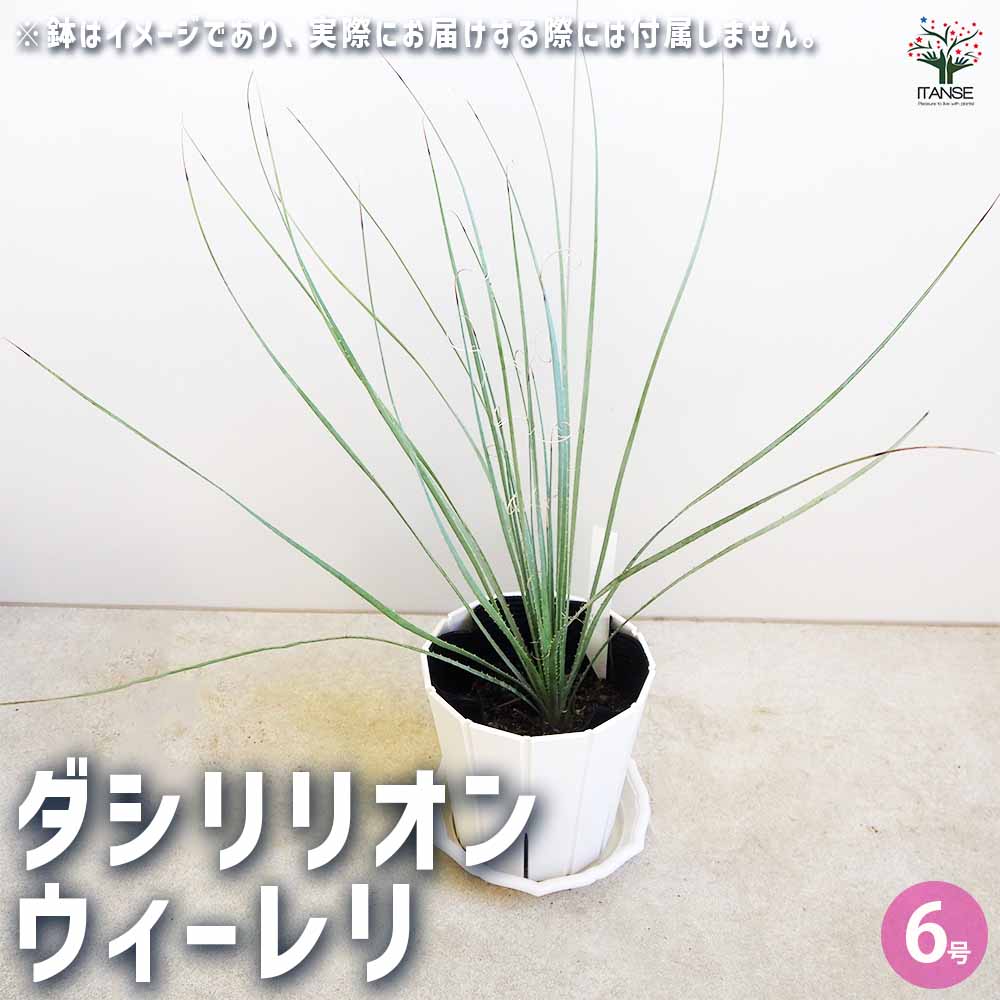ダシリリオン ウィーレリ 【多肉植物 6号】｜ 【植物の