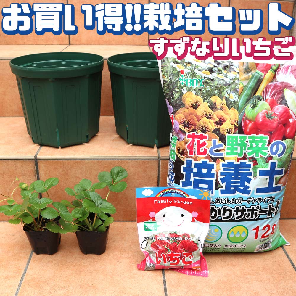 人気のすずなりいちご栽培セット【野菜苗 9cmポット＆資材セット】