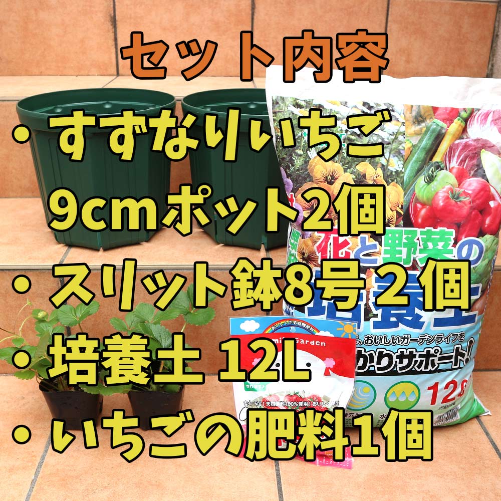 人気のすずなりいちご栽培セット【野菜苗 9cmポット＆資材セット】