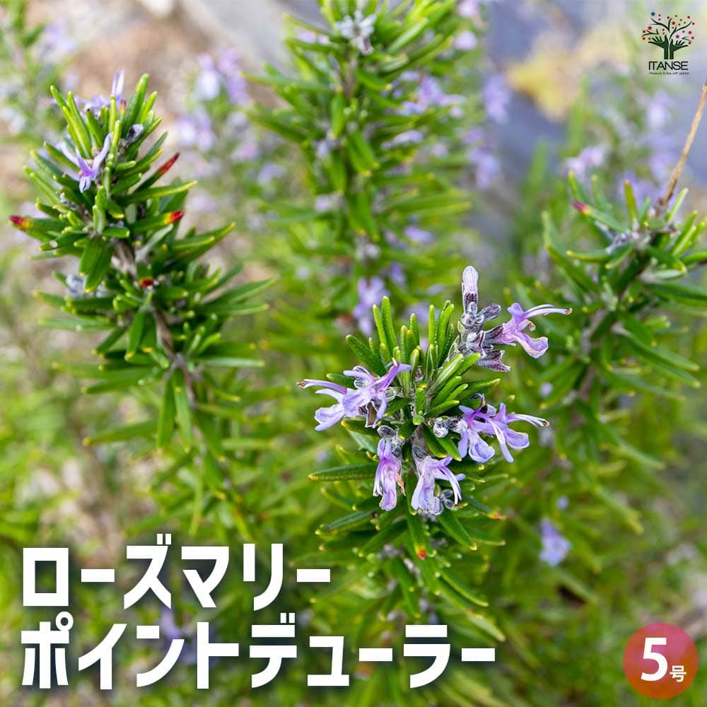 ローズマリー ポイントデューラー 【ハーブの苗 5号／1個売り】