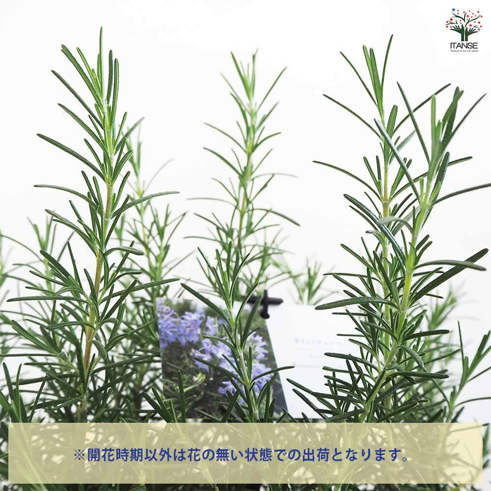 ローズマリー様 確認用 ローズマリー ポイントデューラー 【ハーブの苗 5号／1個売り