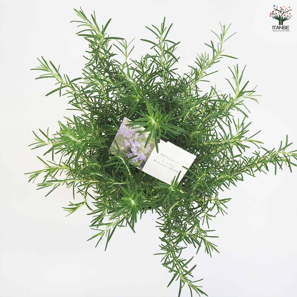 ローズマリー ポイントデューラー 【ハーブの苗 5号／1個売り】