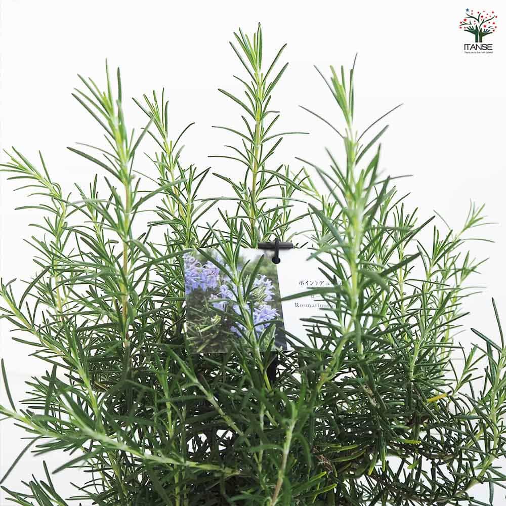 ローズマリー ポイントデューラー 【ハーブの苗 5号／1個売り】