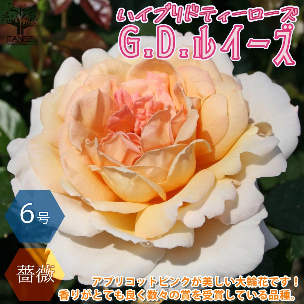 G.D.ルイーズ ハイブリッドティー ハーブの苗【花苗 6号鉢 国産接ぎ木