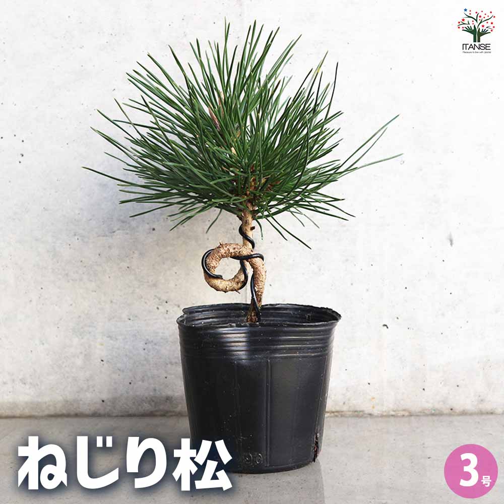 ねじり松 【盆栽 3号ポット】
