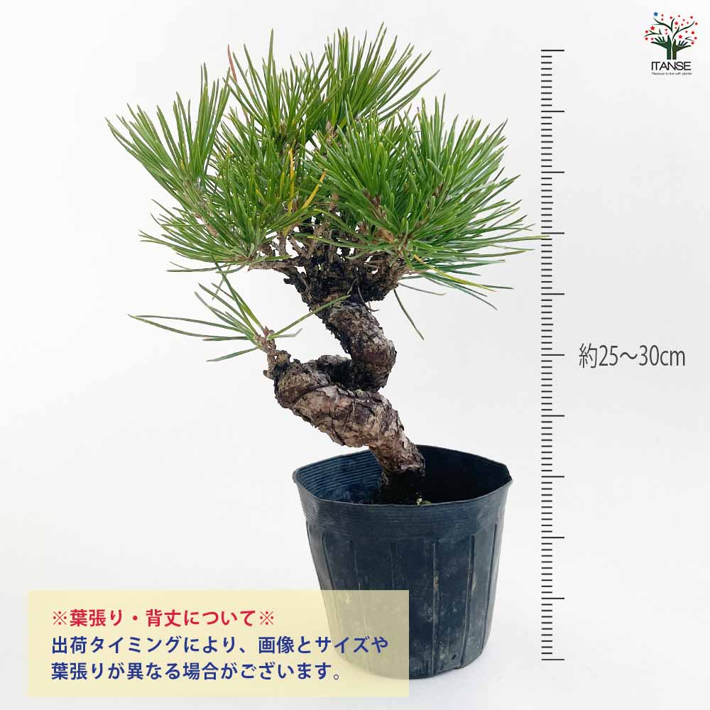 ねじり松 【盆栽 3号ポット】