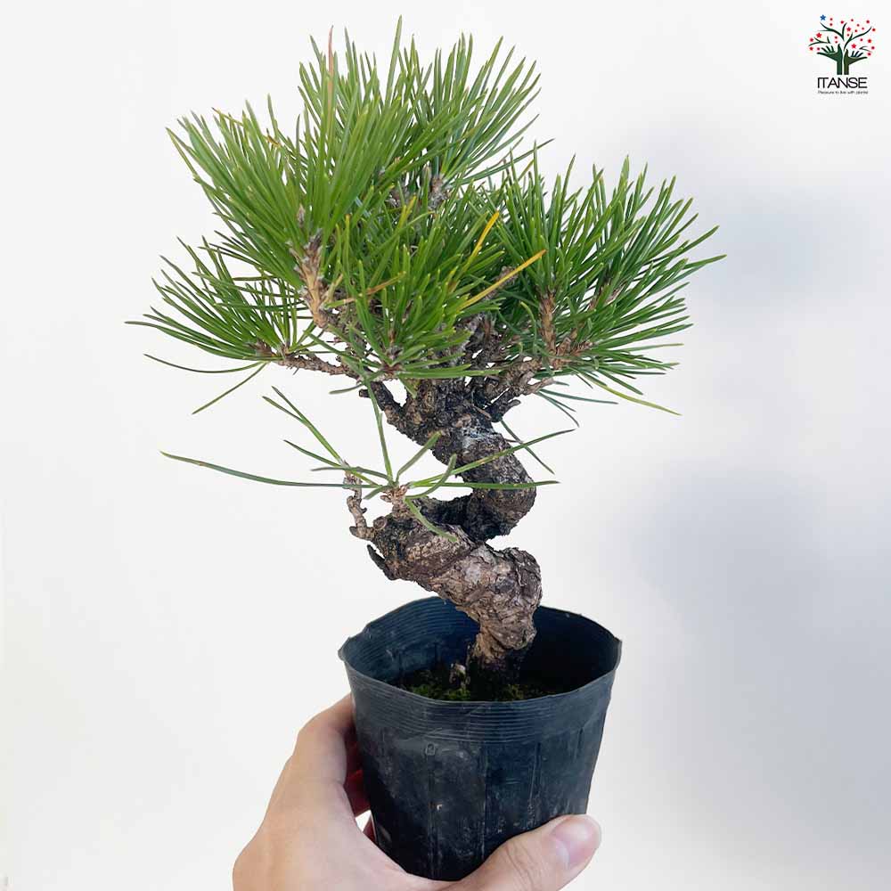 ねじり松 【盆栽 3号ポット】