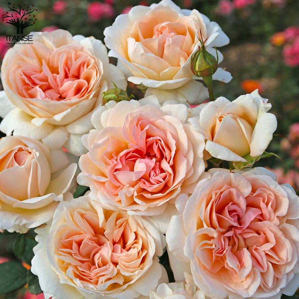 G.D.ルイーズ ハイブリッドティー ハーブの苗【花苗 6号鉢 国産接ぎ木