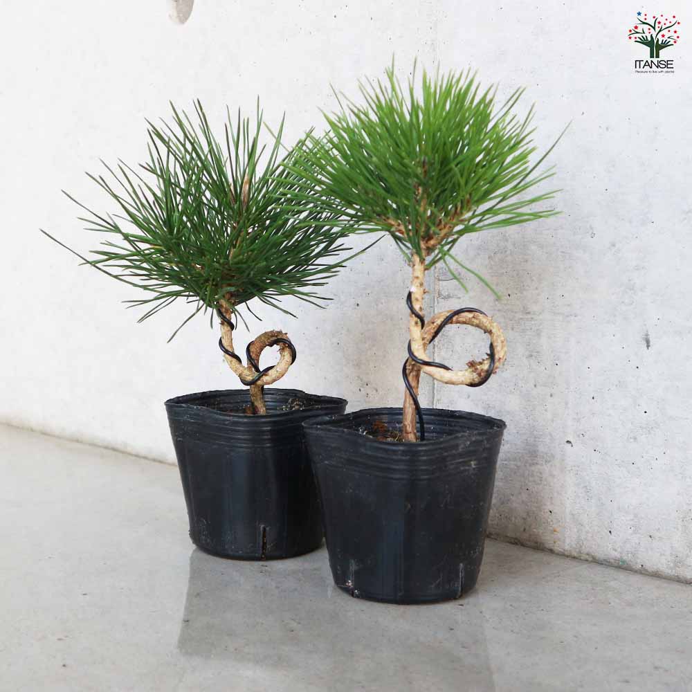 ねじり松 【盆栽 3号ポット】