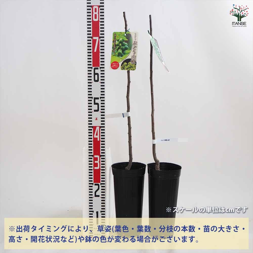 山椒の木 サンショウ – はなもく散歩