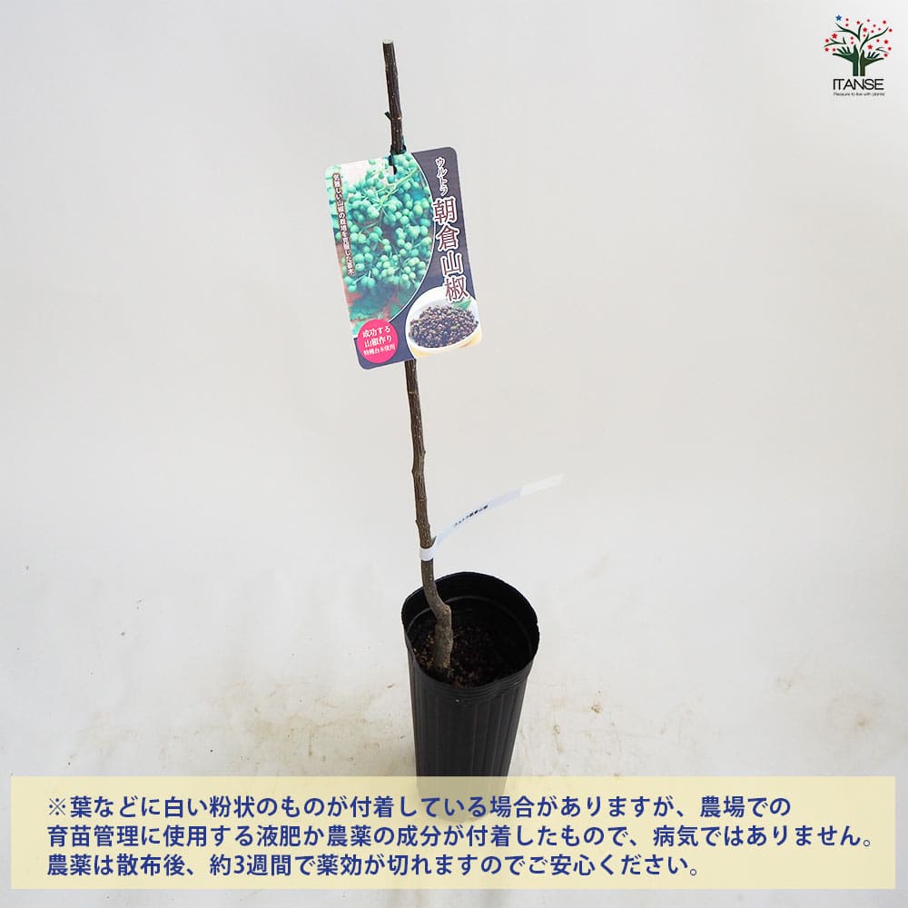 山椒の木 スーパー朝倉山椒(あさくらさんしょう)の苗木 【果樹の苗木 4号ロング