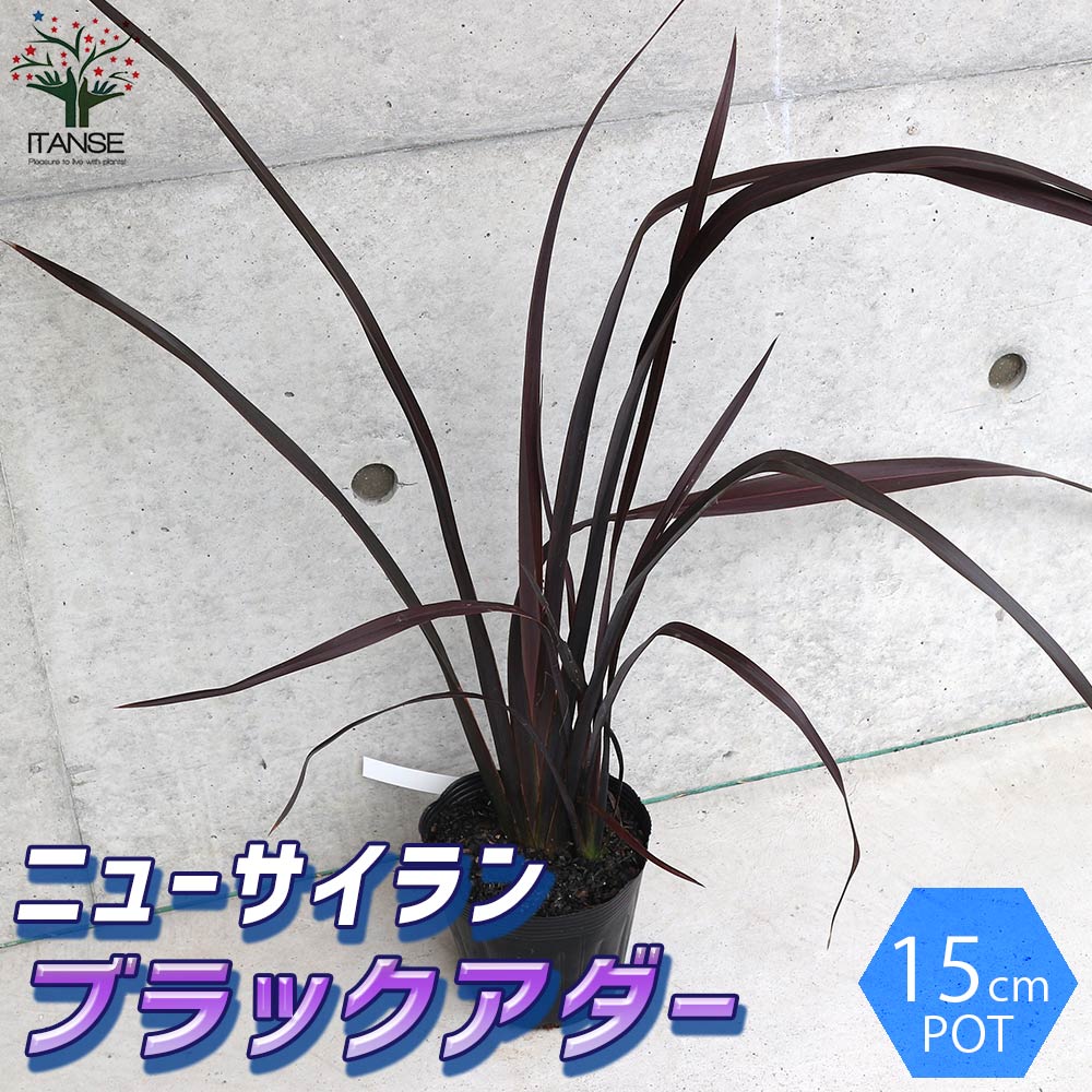 ニューサイラン(入才蘭)の苗【庭木 ブラックアダーの苗 5号ポット／1個売り】