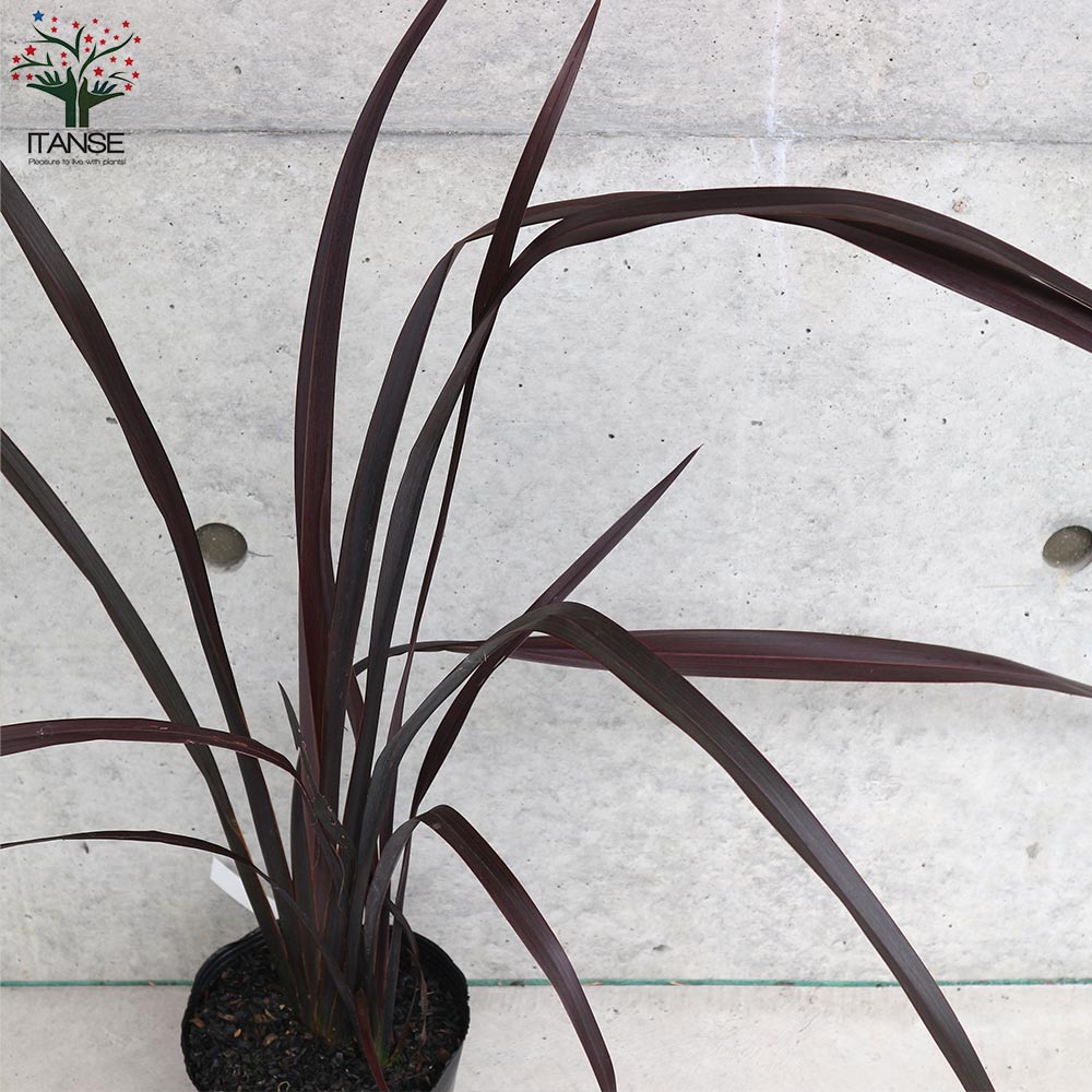 ニューサイラン(入才蘭)の苗【庭木 ブラックアダーの苗 5号ポット／1個売り】