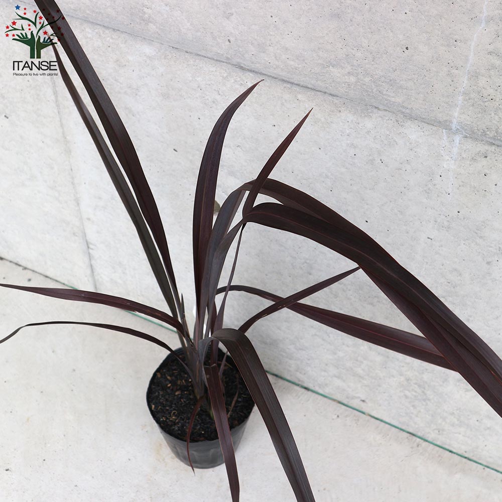 ニューサイラン(入才蘭)の苗【庭木 ブラックアダーの苗 5号ポット／1個売り】