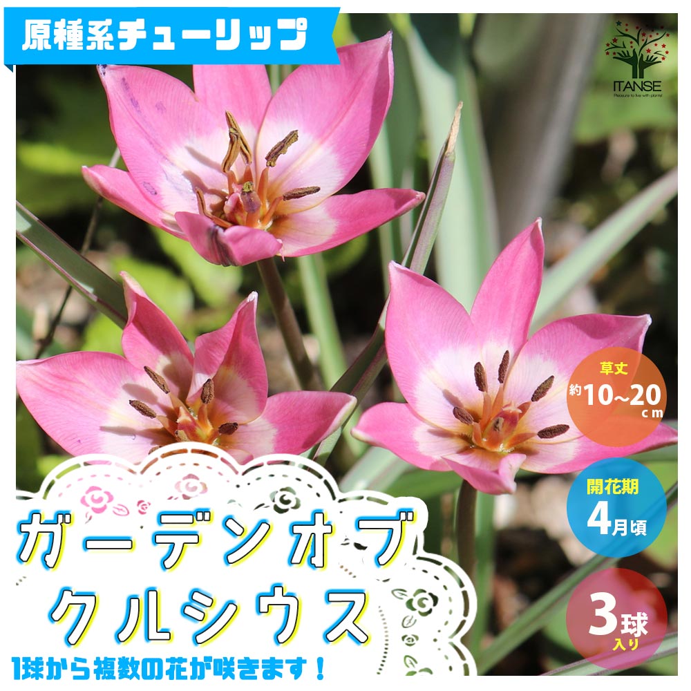 Itanse良品ｾﾚｸﾄ通販