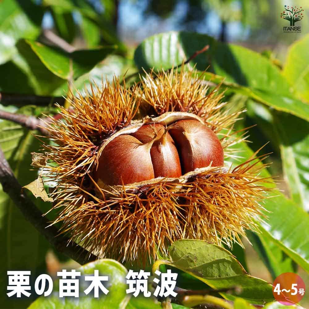 栗の苗木 筑波 【果樹の苗木 4号／1個売り】｜ 【植物のITANSE