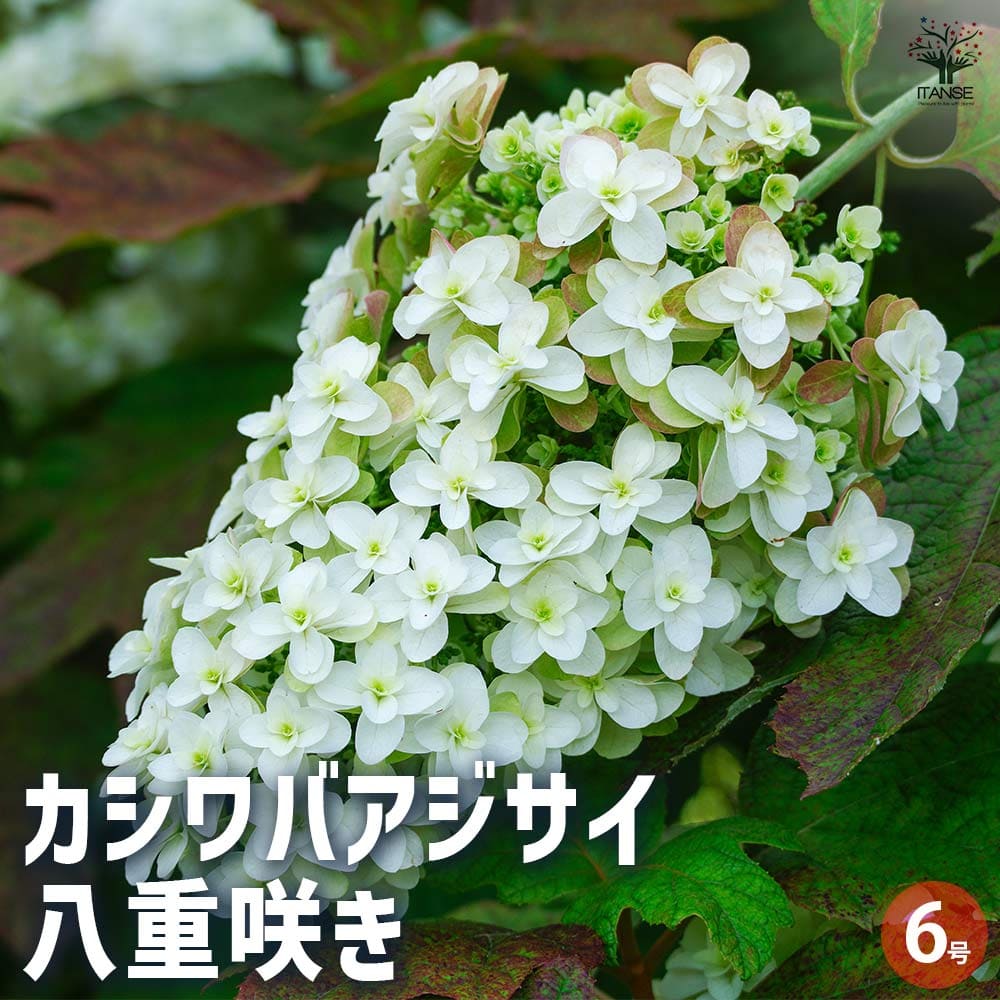 カシワバアジサイ 八重咲き 【花木苗 4号／1個売り】｜ 【植物の
