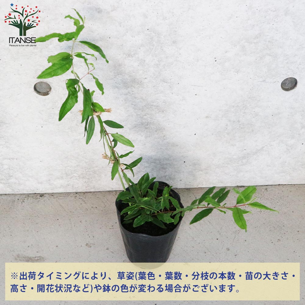 ザクロの苗木 カリフォルニア【果樹の苗木 12cmポット 挿し木苗／1個