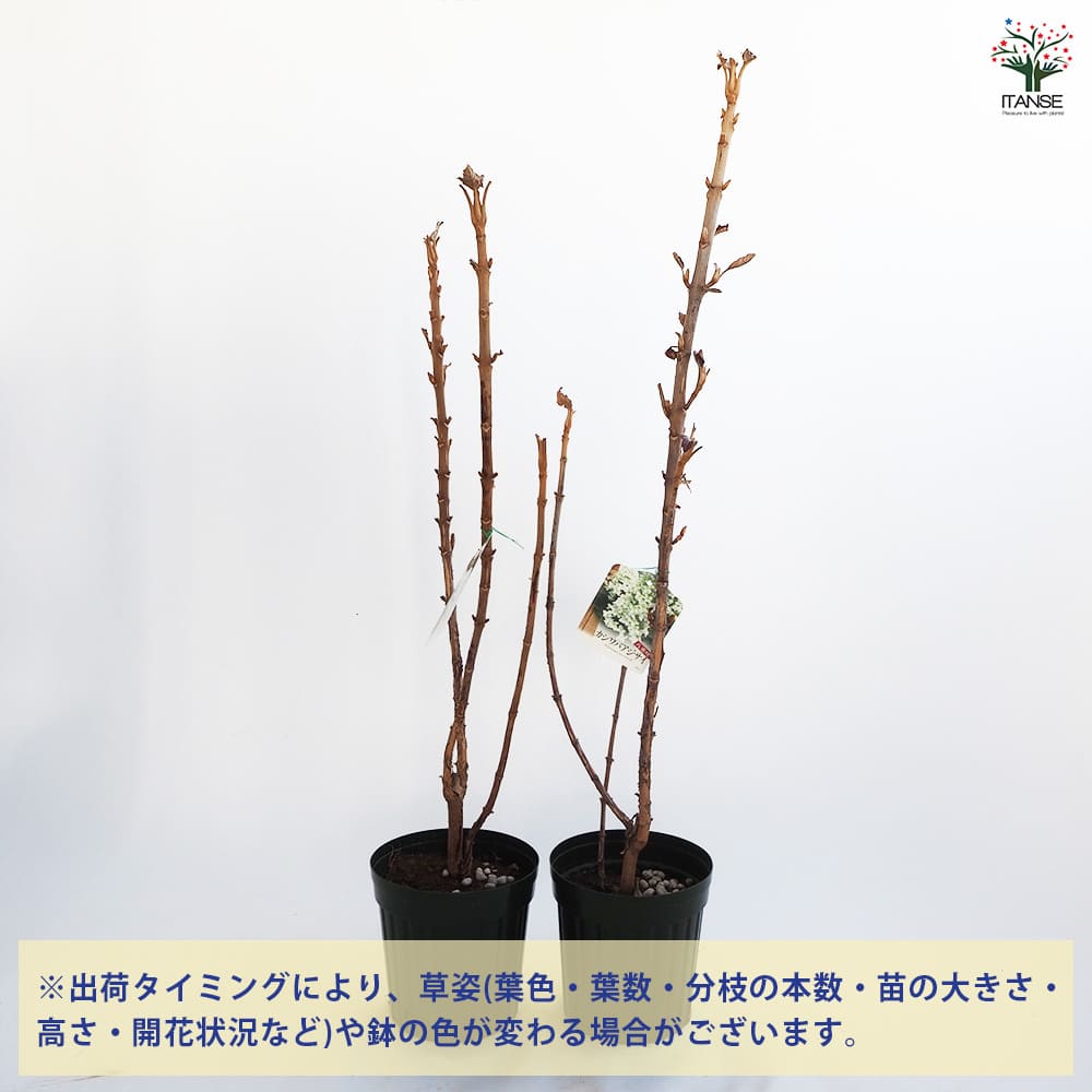 カシワバアジサイ 八重咲き 【花木苗 4号／1個売り】｜ 【植物の