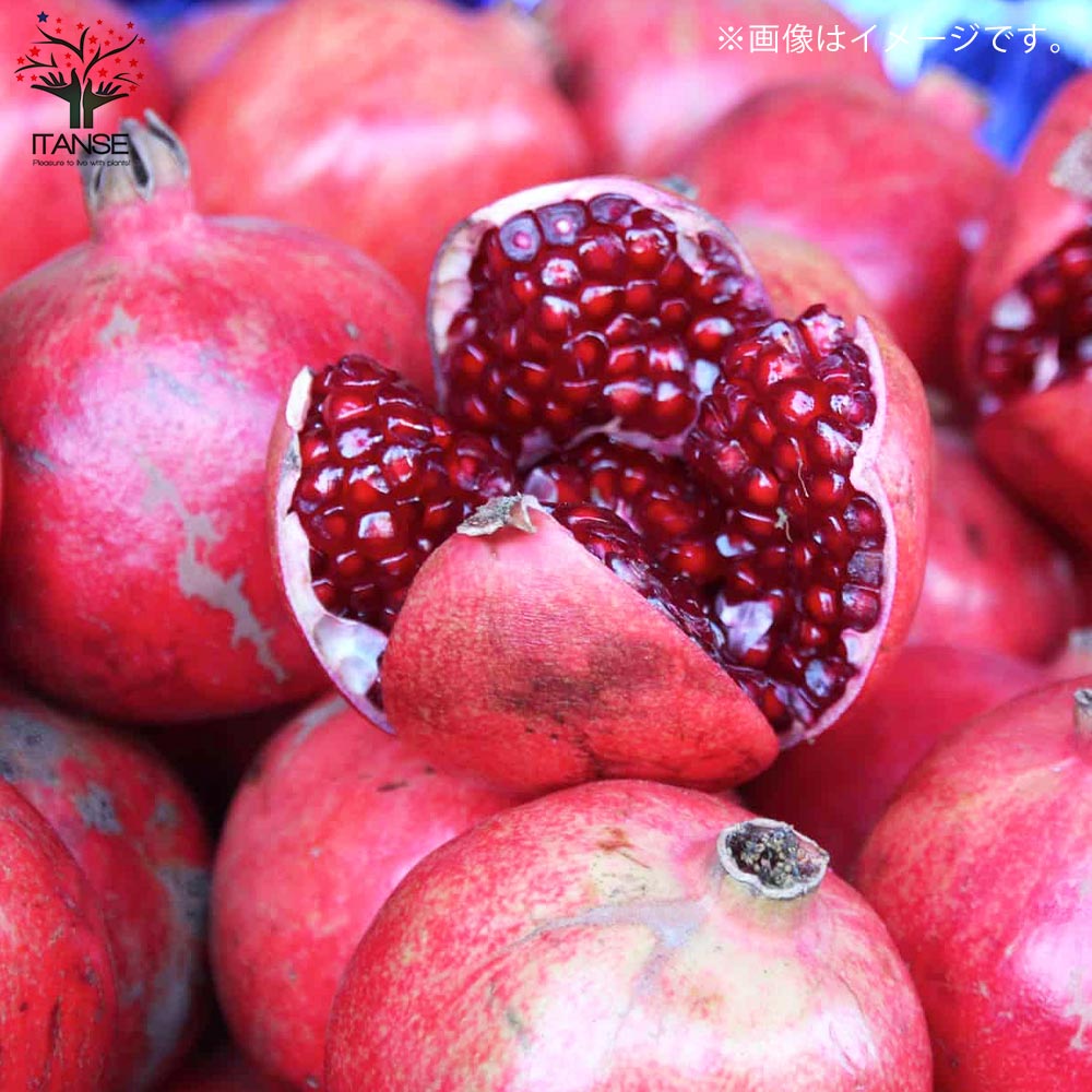 ザクロの苗木 カリフォルニア【果樹の苗木 12cmポット 挿し木苗／1個