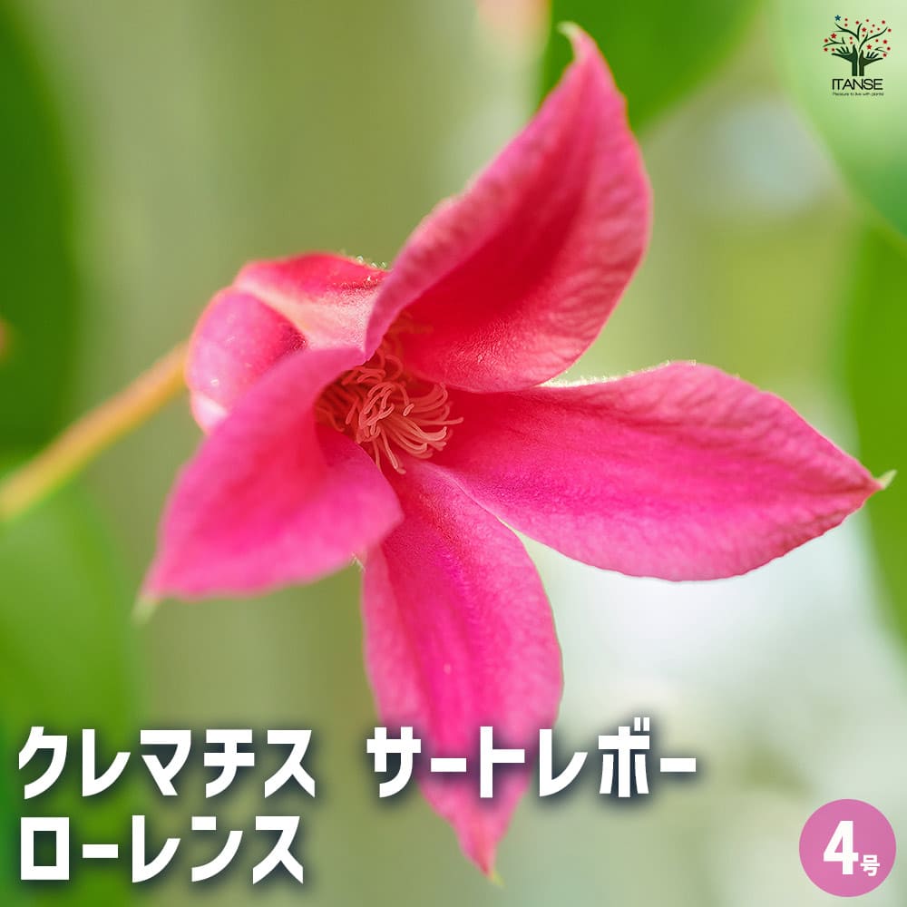 クレマチス サートレボー ローレンス 【花苗 4号/1個売り クレマチス サートレボー ローレンス 【花苗 4号/1個売り