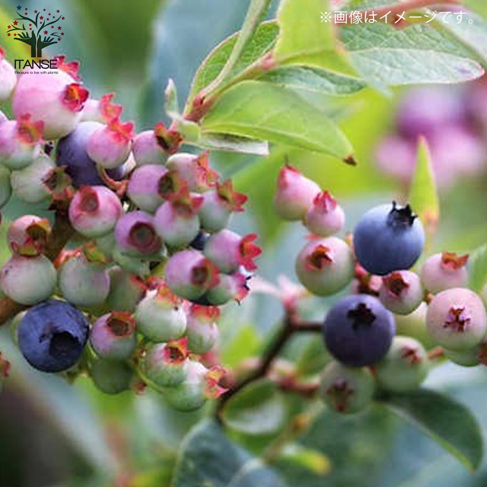 ブルーベリー苗5号ポット8本セット ブルーベリー苗5号ポット8本セット