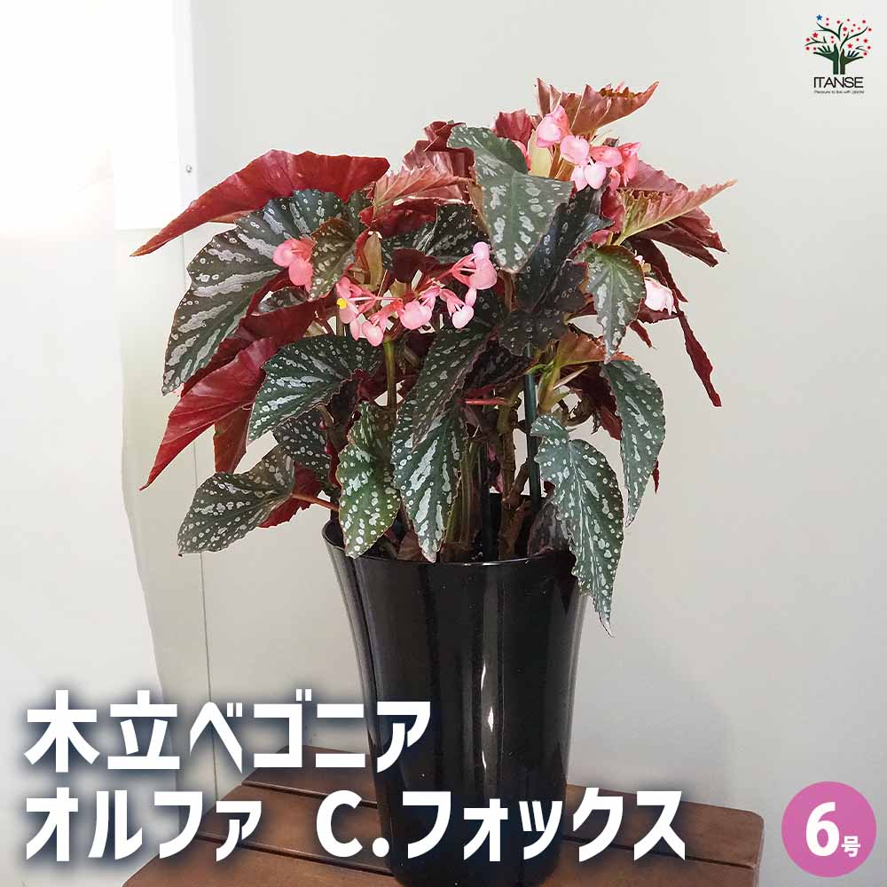 木立ベゴニア オルファ C.フォックス 【観葉植物 6号／1個売り】